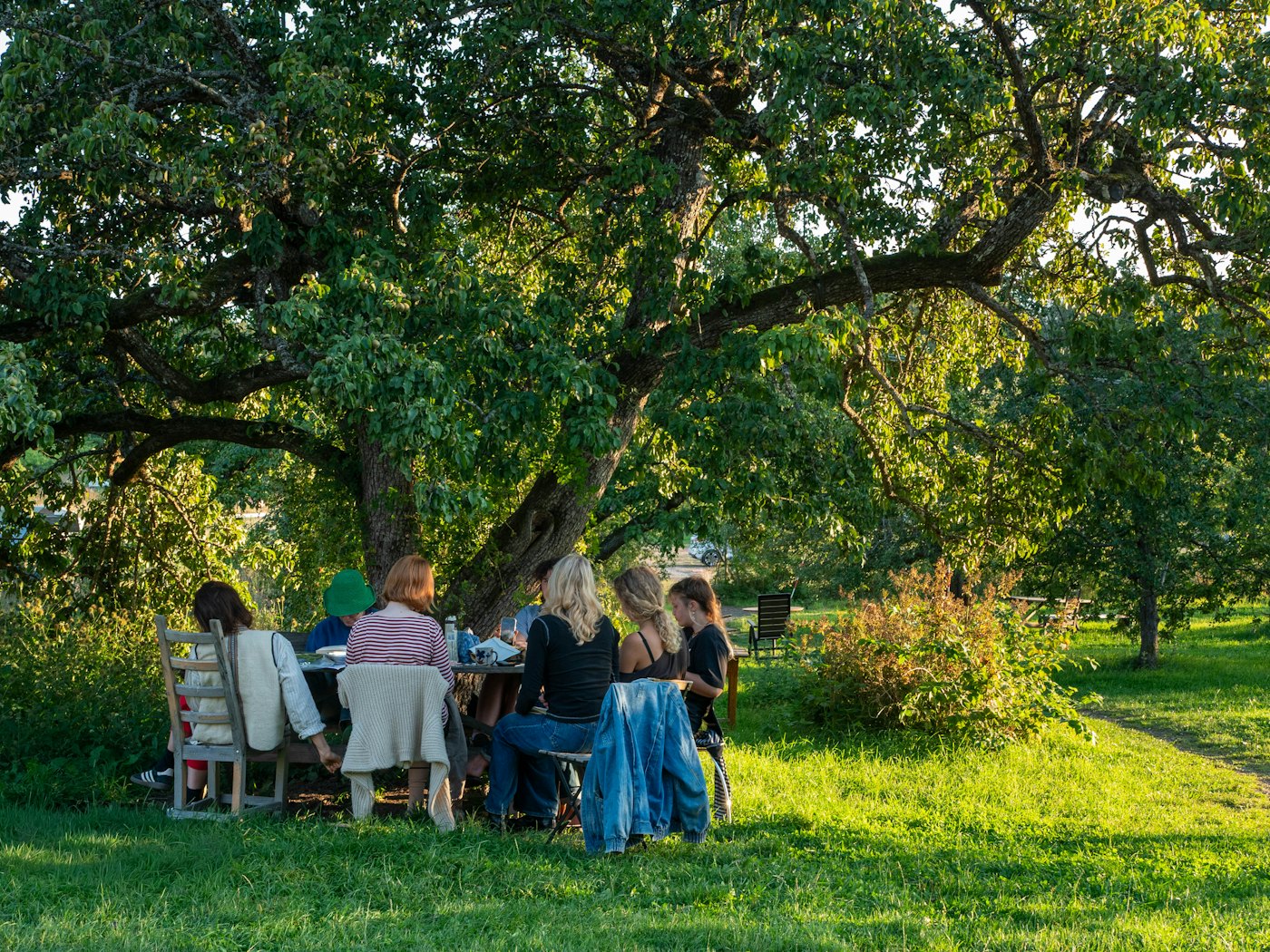 Families gathered around a table on the grass beneath a large tree in summer